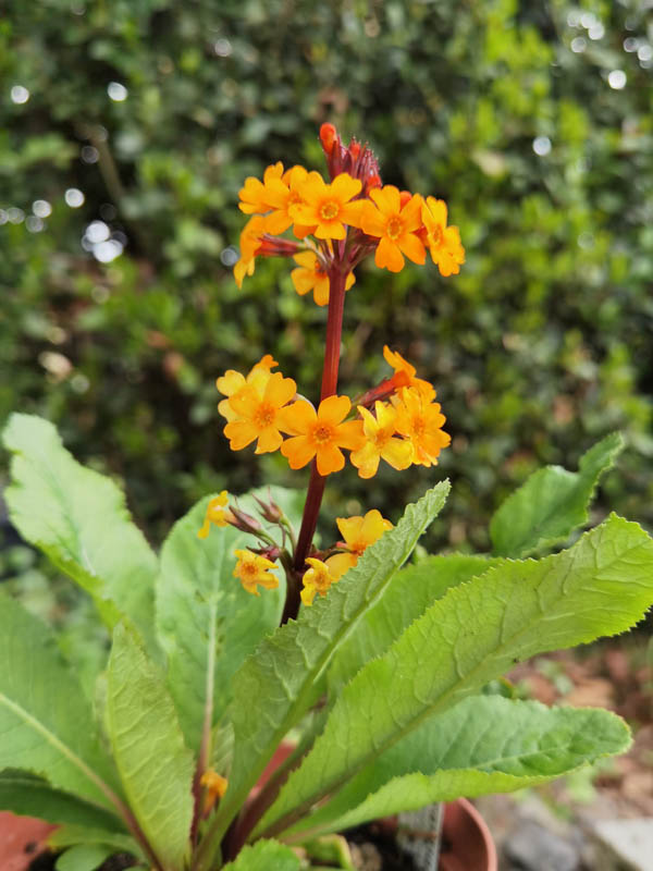 Primula aurantiaca